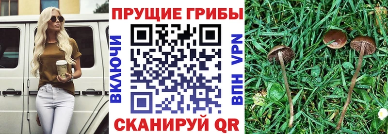 Купить  Уяр  Псилоцибиновые грибы ЛСД 
